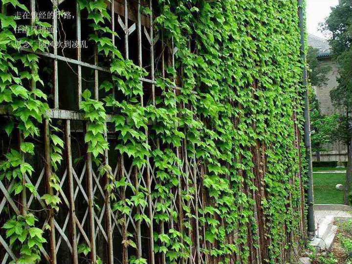 北京林业大学的绿韵—绿藤扶摇