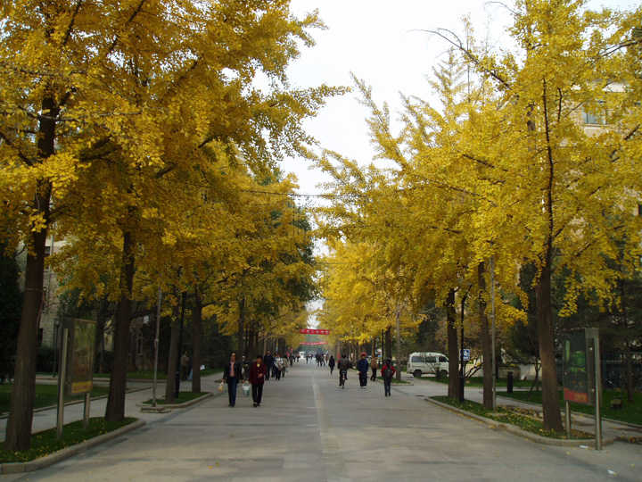 北京林业大学的银杏大道（1）秋天