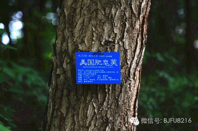 北京林业大学的树牌