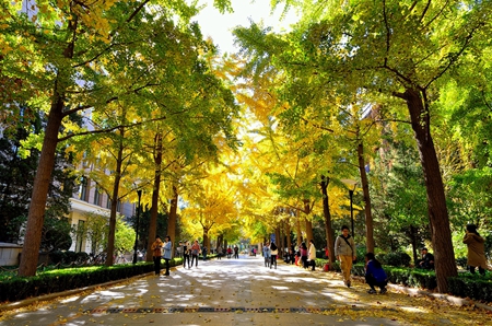 北京林业大学的秋天（微博图片-2014年）
