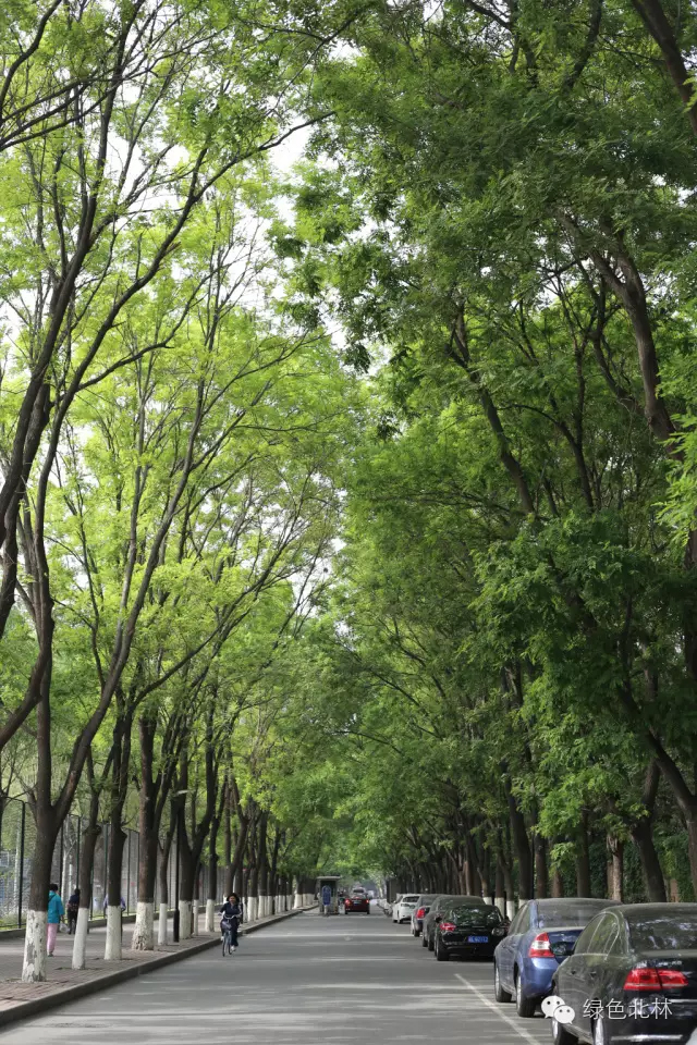 北京林业大学的银杏大道（3）初夏