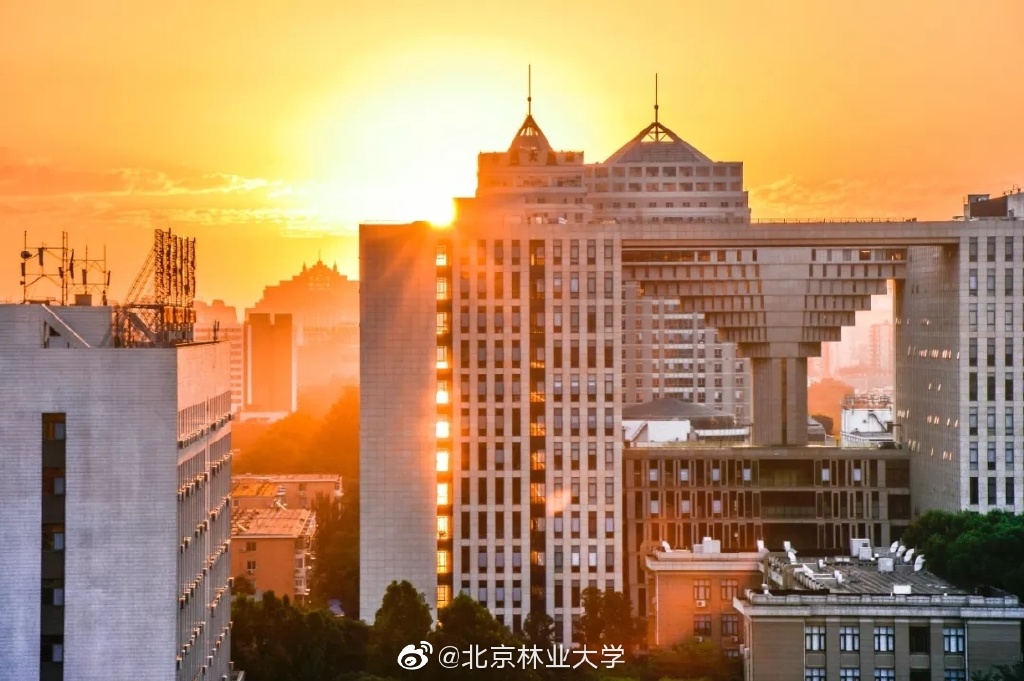 北京林业大学67周年校庆（风景）