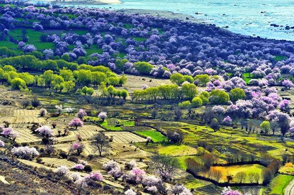 【转】西藏林芝桃花沟-这个春天，地球上最美的地方
