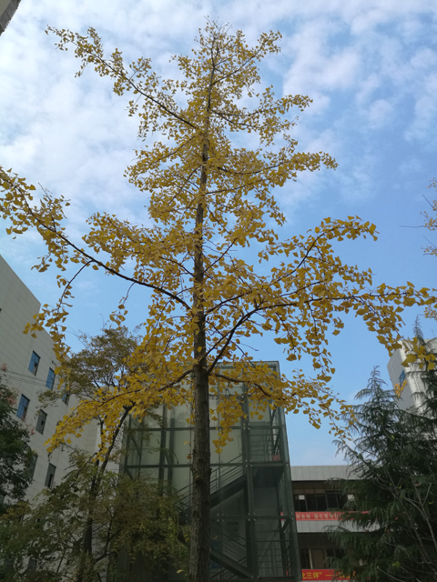 单位大院里的银杏树（20161114）