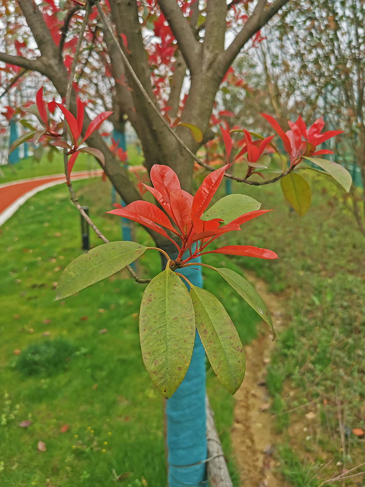 春天的红叶（20210320）