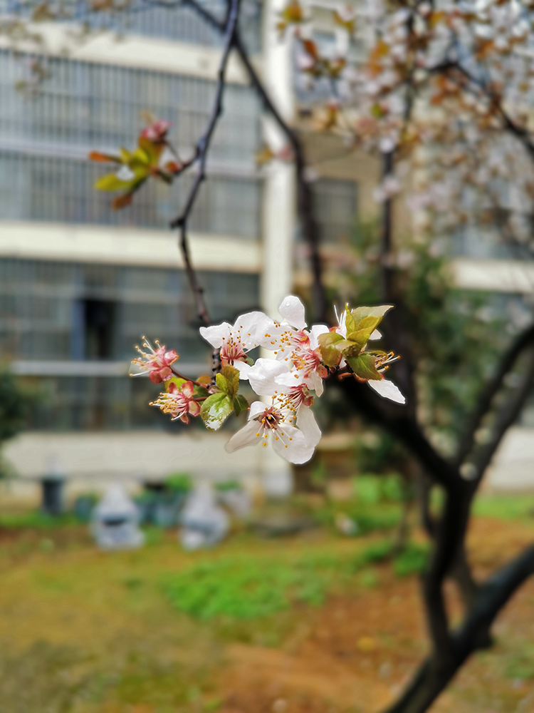 春雨后的李花（20250315）