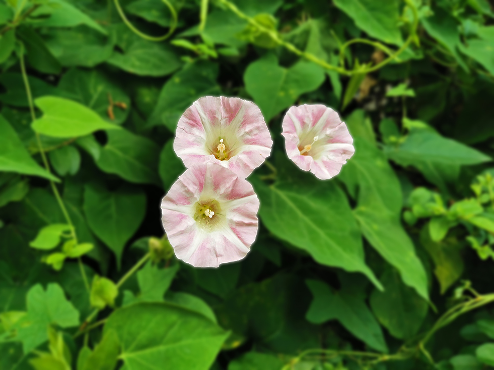 小小喇叭花（20250523）