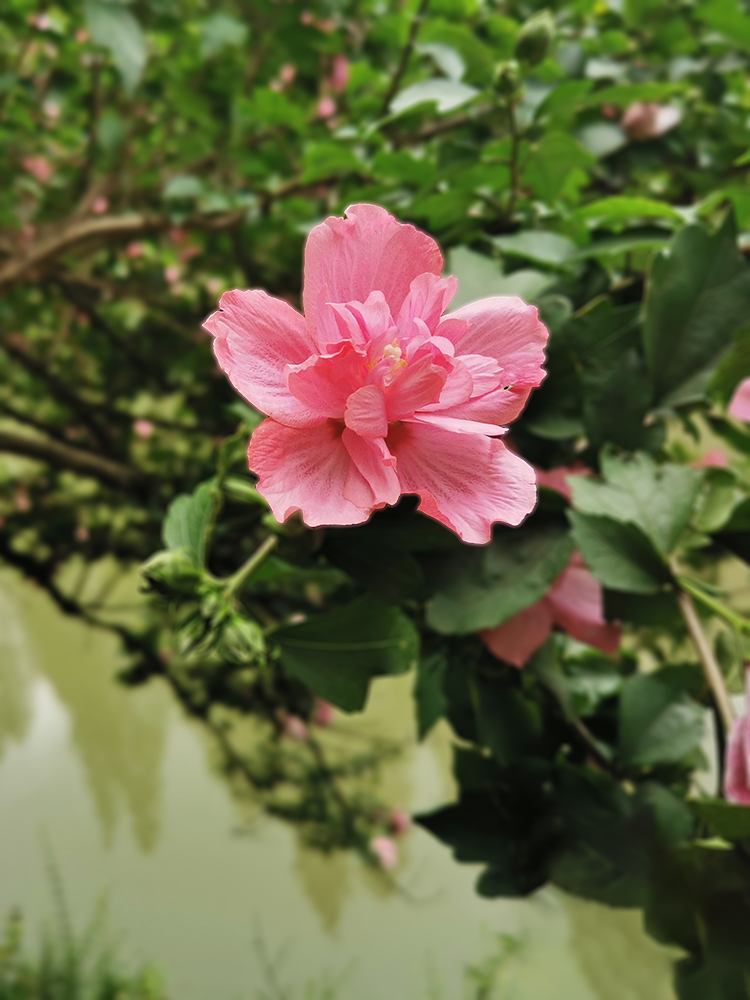 水边盛开的木槿花（20250602）