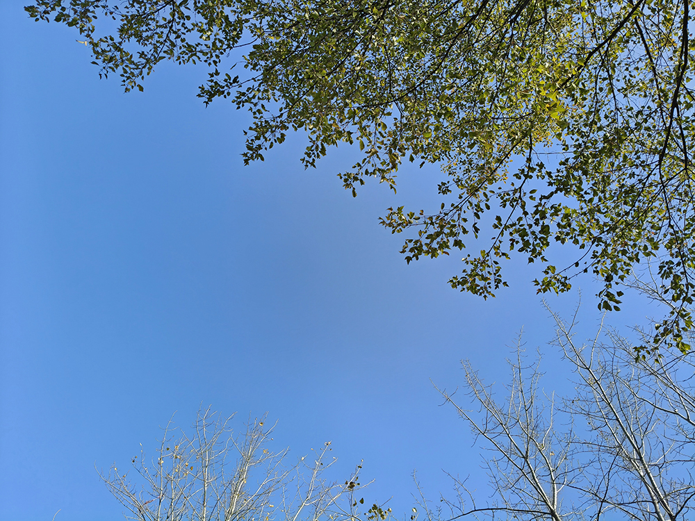 仰望蓝天和大树（20251122）