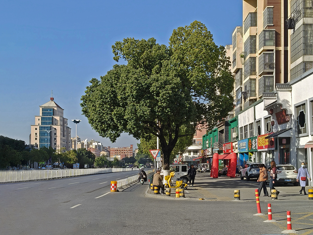 路边有棵大树（20251130）