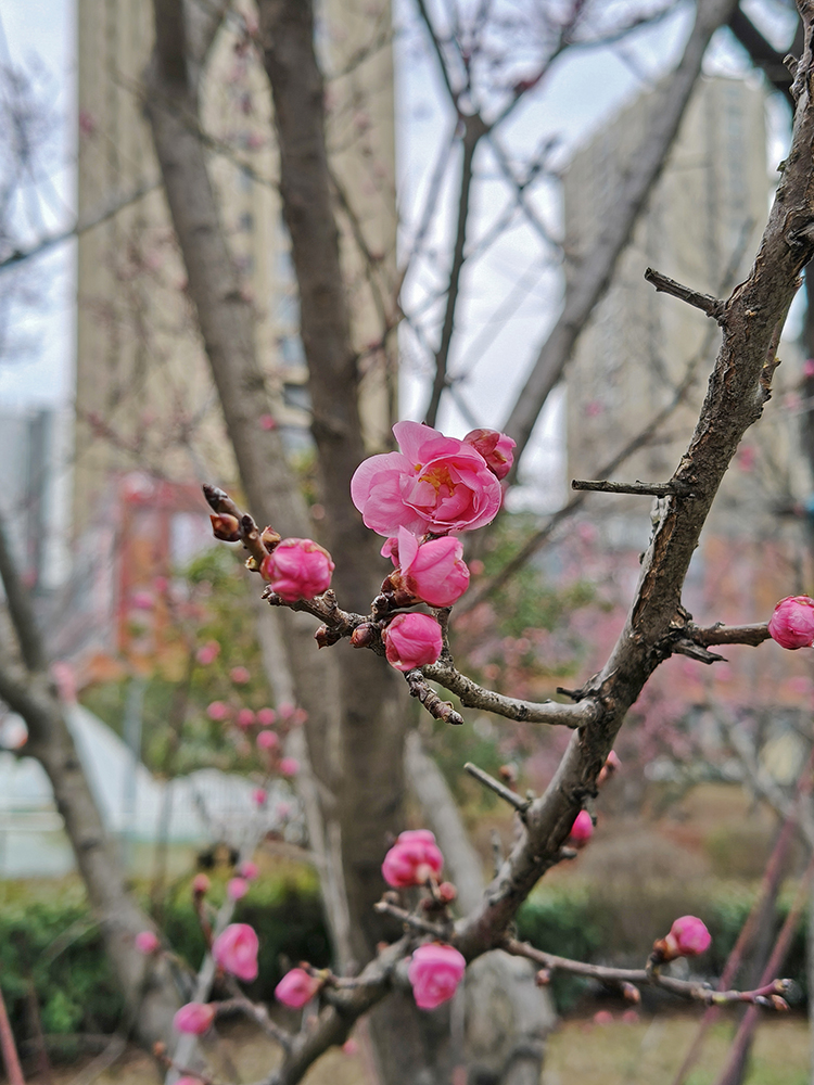 风雨行者： 新春的梅花（20250216）