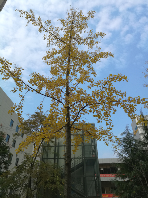 单位大院里的银杏树