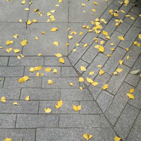 单位大院里的银杏树