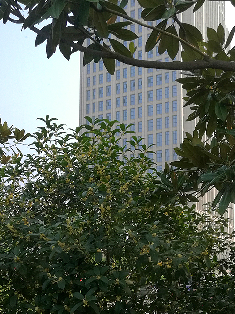 八月桂花遍地开（20170913）