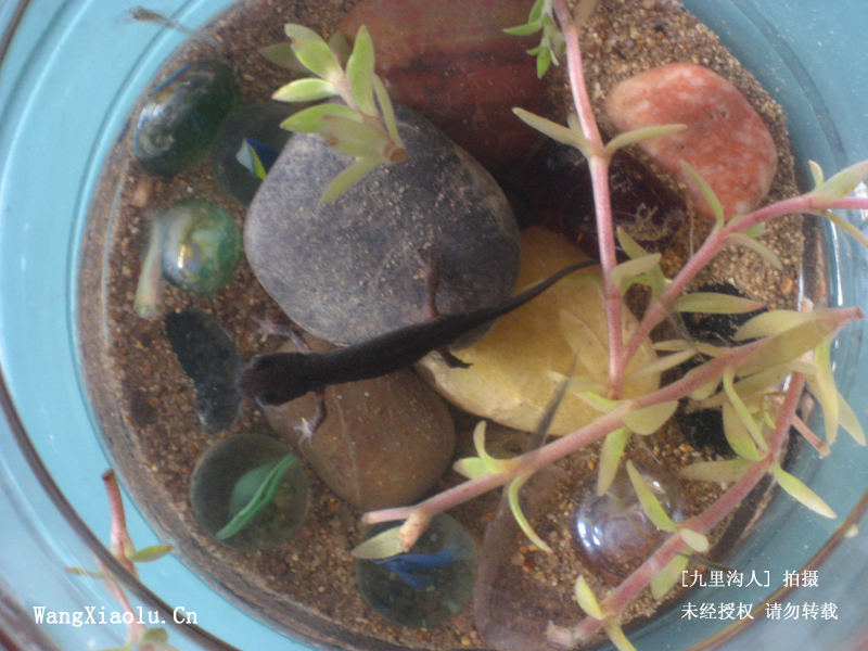 （天柱山）蝾螈