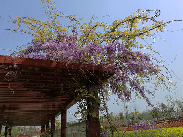 六安茶谷东入口公园