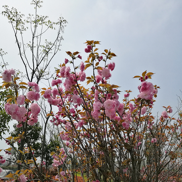 六安茶谷东入口公园