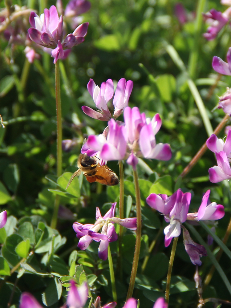 蜜蜂与蝴蝶（20180407）