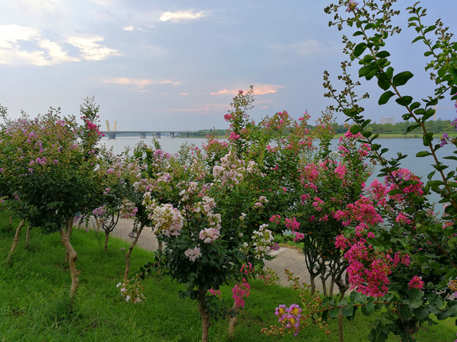 繁花似锦-夏日雨后的月亮岛（20180804）