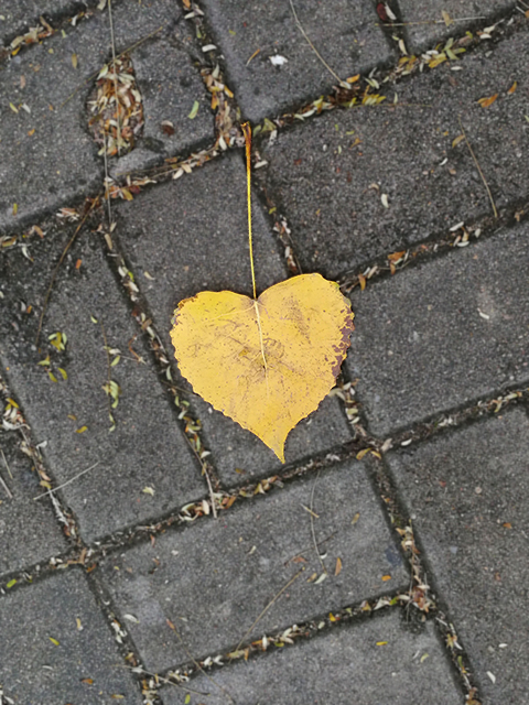 心形落叶（20181014）