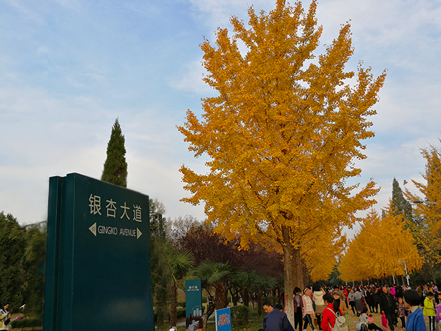 月亮岛的银杏大道（20181124）