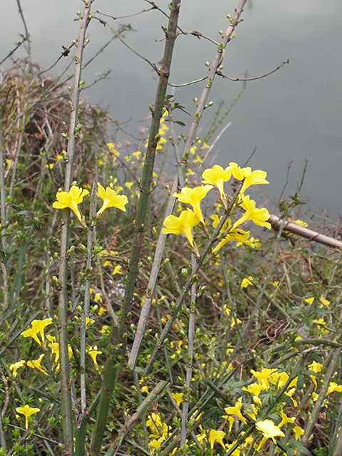 春到皋城（20190316）