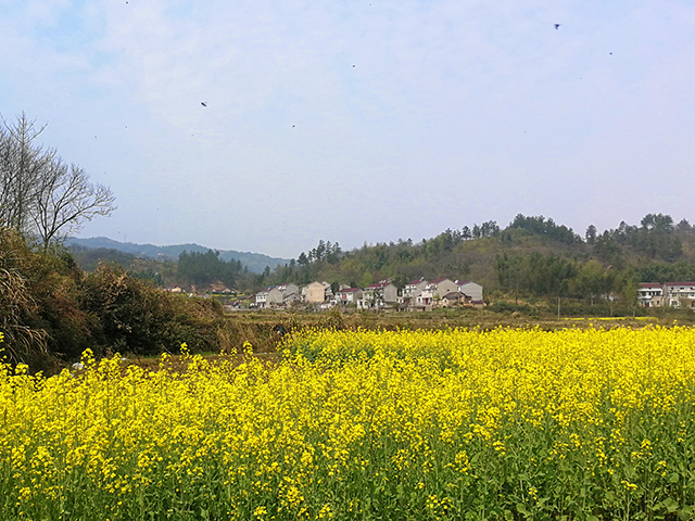 春到茶乡（20190403）